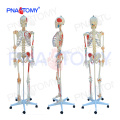 PNT-0100 1:1 Human Disarticulated Skeleton